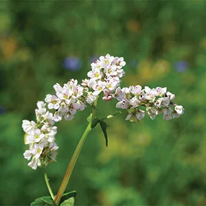 Buckwheat purchasing