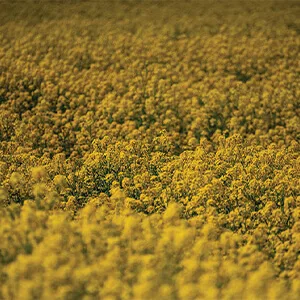 Rapeseed purchasing