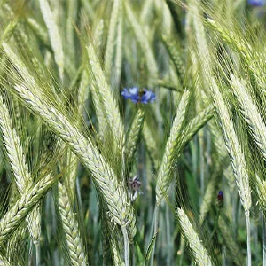 Rye purchasing