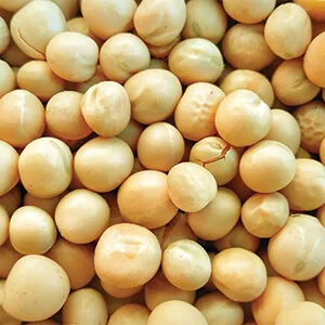 Peas purchasing