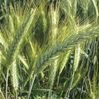 Grain purchase Triticale